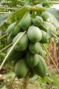 半夏吃瓜最新爆料图片,最新爆料图片揭秘瓜界风云  第2张